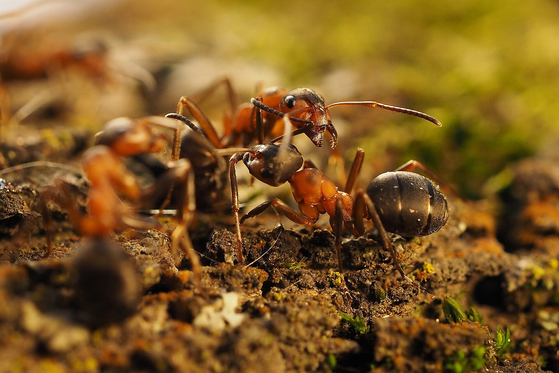 Na planszy widoczne są liczne Mrówki na brązowej ziemi. Mają duże owalne odwłoki, krótkie tułowia z trzema parami odnóży oraz zaokrąglone głowy z długimi czułkami i złożonymi oczami.