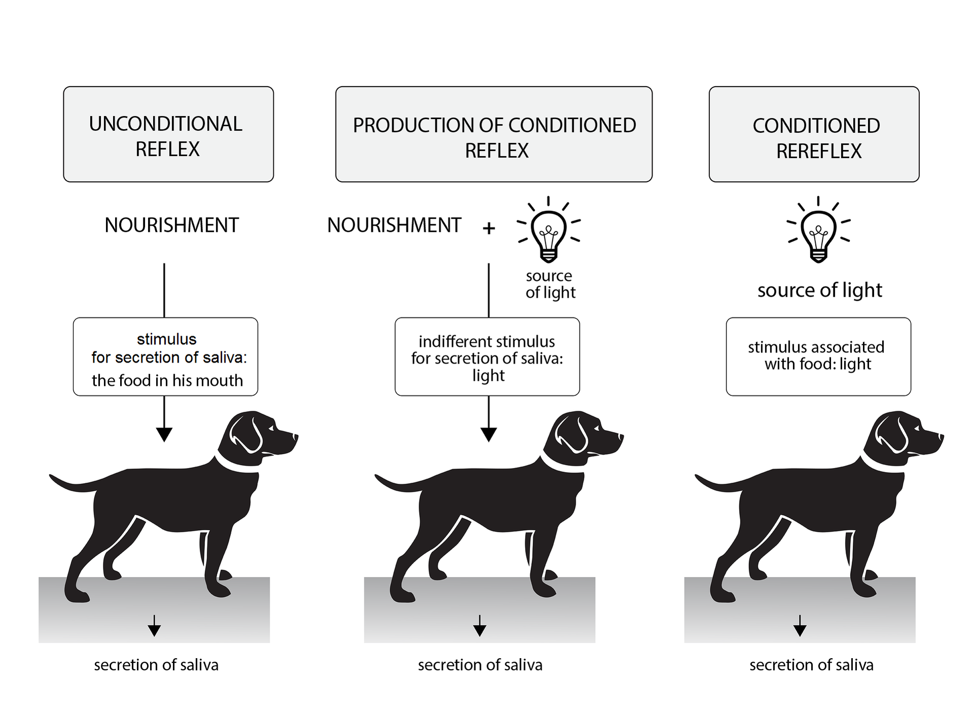Ilustracja przedstawia 3 czarne sylwetki psów na szarym podłożu. U góry każdej sylwetki psa opisano typ odruchu i działające bodźce. Pierwszy z lewej: odruch bezwarunkowy. Podpisano: Unconditional reflex, nourishment, maintain stimulus secretion of salivaa: the food in his mouth; secretion of saliva; production of conditioned reflex; indifferent stimulus for secretion of saliva: light; conditioned rereflex; source of light; stimulus associated wyith food: light