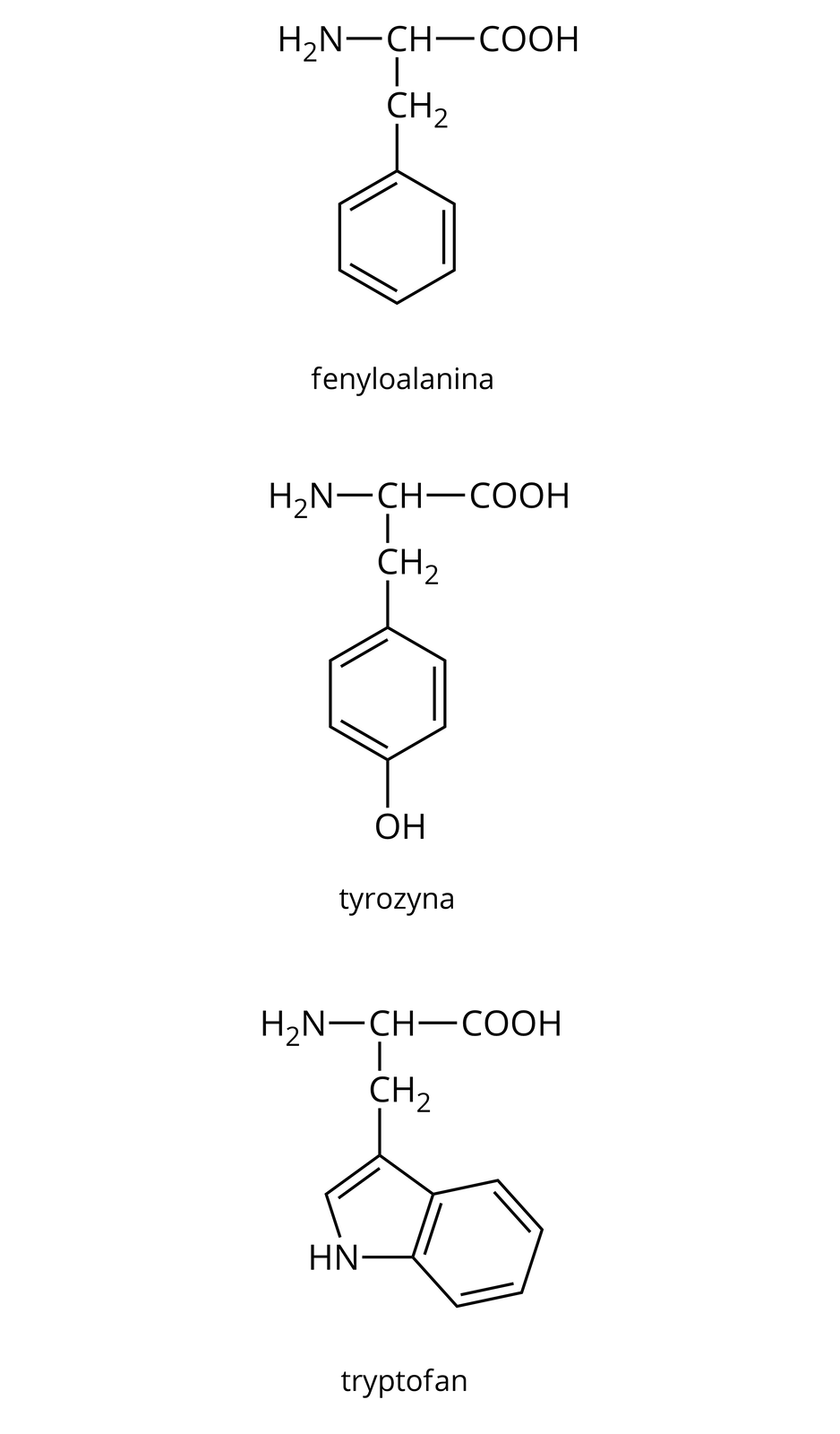 Na ilustracji są trzy wzory. Pierwszy to wzór fenyloalaniny: sześcioczłonowy pierścień z trzema wiązaniami podwójnymi Na ilustracji są trzy wzory. Pierwszy to wzór fenyloalaniny: sześcioczłonowy pierścień z trzema wiązaniami podwójnymi u góry łączy się z grupą metylenową, ta z kolei łączy się z u góry z grupą CH. Grupa CH po prawej stronie łączy się z grupą karboksylową, a po lewej z H2N. Drugi wzór - tyrozyny: to sześcioczłonowy pierścień z trzema wiązaniami podwójnymi. U góry łączy się z grupą metylenową, ta z kolei łączy się z u góry z grupą CH. Grupa CH po prawej stronie łączy się z grupą karboksylową, a po lewej z                H                 2                     N    .   Drugi wzór - tyrozyny: to sześcioczłonowy pierścień z trzema wiązaniami podwójnymi. Pierścień na dole łączy się z grupą hydroksylową. Kolejny wzór - tryptofan: to sześcioczłonowy pierścień z trzema wiązaniami podwójnymi przylegający do pięcioczłonowego pierścienia z jednym wiązaniem podwójnym. W jego  budowie jest jedna grupa NH. Pierścień pięcioczłonowy łączy się u góry z grupą CH. Grupa CH po prawej stronie łączy się z grupą karboksylową, a po lewej z H2N.    