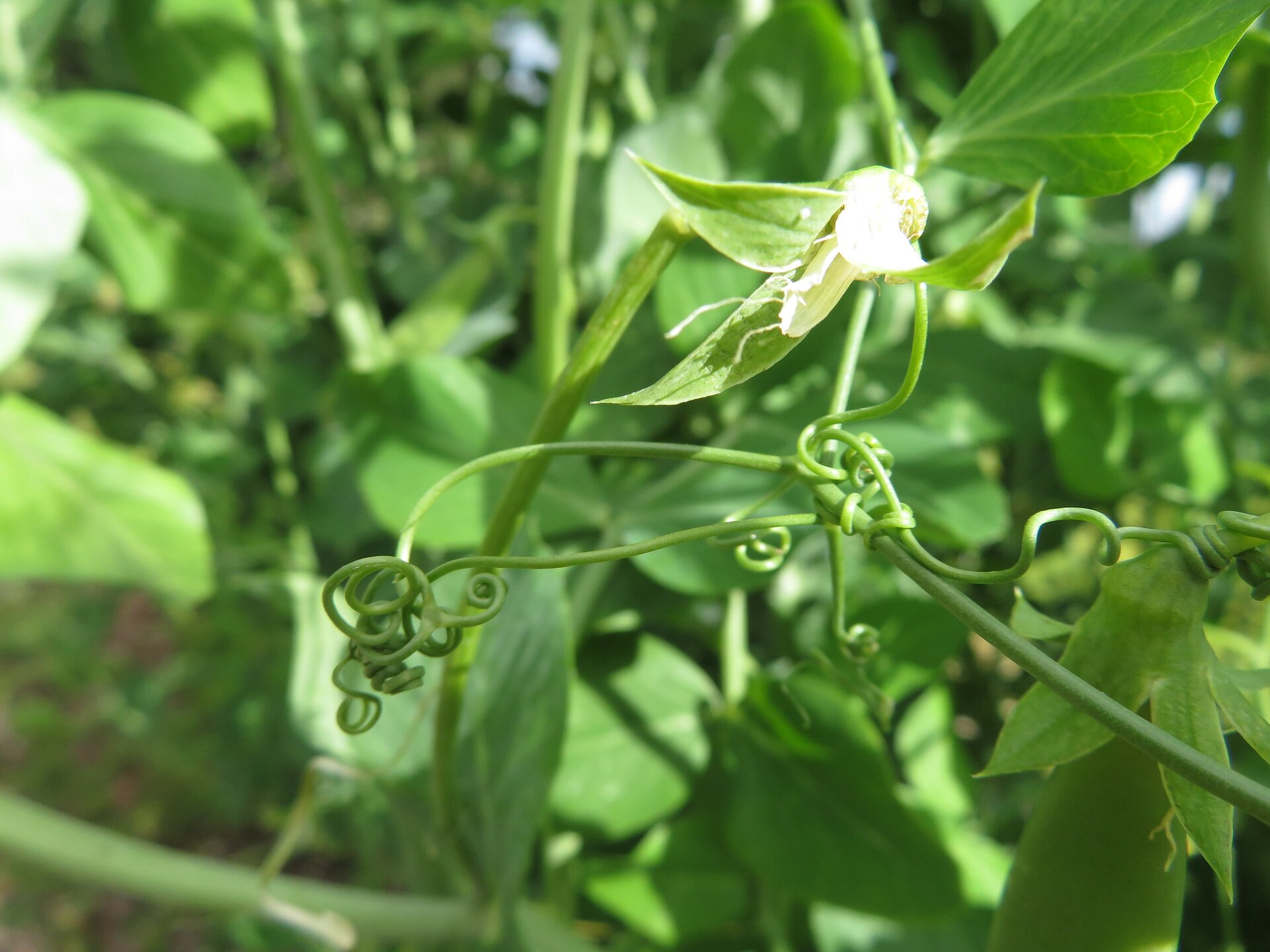Fotografia przedstawia podłużne, wąskie, pozakręcane, zielone liście czepne groszku, owijające się wokół podpór. Obok widoczne są niezmodyfikowane liście o szerokiej płaskiej blaszce liściowej.