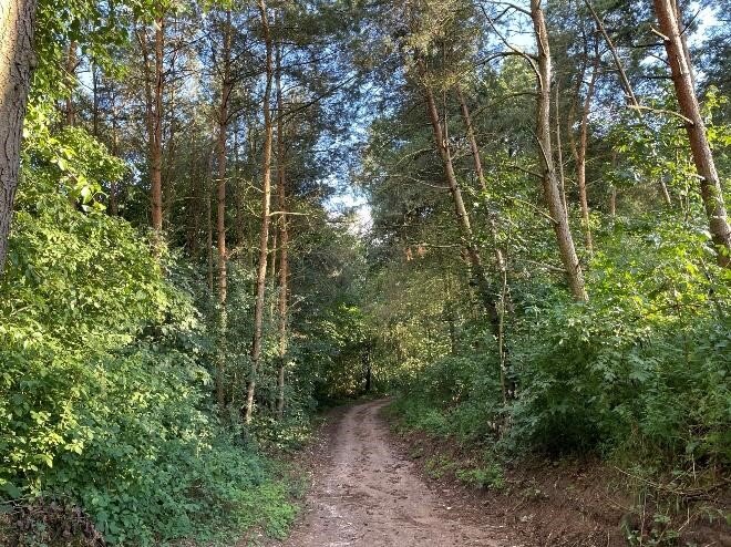 Pośrodku fotografii piaszczysta droga, po bokach lekkie wzniesienia pokryte drzewami i krzewami.