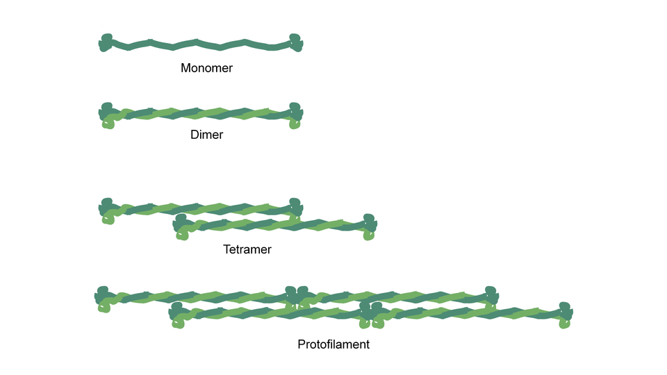 Ilustracja przedstawia budowę filamentu pośredniego. Monomery w postaci pojedynczych, ciemnozielonych łańcuchów w postaci zygzakowatej linii łączą się ze sobą i spiralnie się skręcają, tworząc dimer - strukturę stworzoną z dwóch splecionych łańcuchów – jednego ciemnozielonego, drugiego jasnozielonego. Poszczególne dimery łączą się ze sobą, tworząc dwa równoległe łańcuchy - tetramer. Połączone ze sobą tetramery tworzą protofilament zbudowany z połączonych ze sobą dwóch równoległych, splecionych nici. 