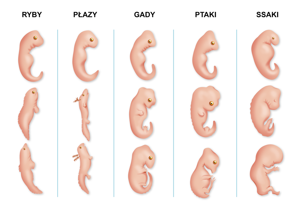 Grafika przedstawia porównanie etapów rozwoju zarodkowego u ryb, płazów, gadów, ptaków oraz ssaków. Wszystkie wymienione podgatunki kręgowców wyglądają niemal identycznie na etapie rozwoju zarodkowego. Mają one formę przypominającą konika morskiego z podkręconym ogonem. Dopiero na kolejnych etapach zaczynają się między sobą różnić. U zarodka ryby pojawiają się skrzela i płetwy. U zarodka płaza ciało się wydłuża, pojawiają się dwie pary kończyn. U zarodka gada wydłuża się ogon, pojawiają się dwie pary kończyn, głowa się powiększa. U zarodka ptaka głowa się powiększa, jej część przypomina kształtem dziób, pojawiają się skrzydła i długie, cienkie nogi. U zarodka ssaka pojawiają się ręce i nogi, głowa znacznie się powiększa. 