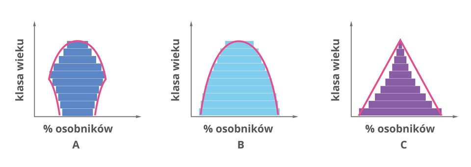 Ilustracja przedstawia schematy struktur wiekowych trzech populacji. Struktura wiekowa populacji A ma kształt urny. Struktura wiekowa populacji B ma kształt dzwonu. Struktura wiekowa populacji C ma kształt piramidy.