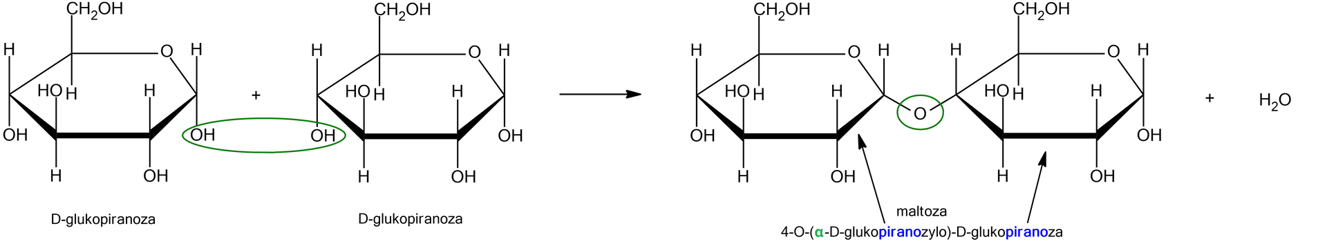 Ilustracja przedstawiająca równanie reakcji, w której powstaje wiązanie O-glikozydowe pomiędzy dwiema cząsteczkami alfa‑D-glukopiranozy, prowadząc do utworzenia cząsteczek maltozy i wody.  Struktura alfa‑D-glukopiranozy zbudowana jest z sześcioczłonowego pierścienia składającego się z pięciu atomów węgla oraz z jednego atomu tlenu. Przy atomach węgla C 1, C 2 oraz C 4 znajdują się grupy hydroksylowe OH wychodzą za płaszczyznę, zaś atomy wodoru przed. Przy węglu C 3 grupa hydroksylowa wychodzi przed płaszczyznę, zaś atom wodoru za. Węgiel C 5 podstawiony jest grupą CH2OH wychodzącą przed płaszczyznę oraz atomem wodoru znajdującym się za płaszczyzną. Obok na schemacie znajduje się druga cząsteczka alfa‑D-glukopiranozy. Zakreślono atom wodoru pochodzący od grupy hydroksylowej OH przy węglu C 1 w pierwszej cząsteczce alfa‑D-glukopiranozy. Atom ten został zakreślony razem z grupą OH znajdującą się przy atomie węgla C 4 w drugiej cząsteczce alfa‑D-glukopiranozy. Strzałka w prawo, za strzałką znajduje się cząsteczka maltozy powstała z dwóch cząsteczek alfa‑D-glukopiranozy połączonych wiązaniem  O‑glikozydowym. Maltoza jest dwucukrem. Jej strukturę stanowi sześcioczłonowy pierścień glukozy, w którym pierwszy lokant stanowi atom węgla C 1 związany z atomem tlenu wbudowanym w tenże pierścień. Węgiel C 5 zamyka pierścień i łączy się ze wspomnianym atomem tlenu oraz węglem C 6, niewbudowanym w pierścień. Od węgla C 1 odchodzi w dół wiązanie łączące go z atomem tlenu, który to łączy się z węglem C 4 drugiego pierścienia D‑glukozy. Od węgli C 2 oraz C 4 pierwszej reszty glukozy odchodzą do dołu grupy hydroksylowe OH, zaś do góry od grupy C 3, grupa hydroksylowa odchodzi również od węgla C 6, który to znajduje się przed płaszczyzną (u góry). Drugi pierścień to również cząsteczka D‑glukozy, którą stanowi sześcioczłonowy pierścień, który tworzą atomy węgla C 1, C 2, C 3, C 4 oraz C 5, a także atom tlenu połączony z węglami o lokancie pierwszym i piątym. Od węgli C 1 oraz C 2 odchodzą w dół grupy hydroksylowe, od węgla C 3 grupa hydroksylowa odchodzi w górę, to jest przed płaszczyznę. Węgiel C 4 łączy się wiązaniem skierowanym za płaszczyznę z atomem tlenu łączącym go z węglem C 1 pierwszego pierścienia. Od węgla C 5 do góry odchodzi grupa CH2OH.