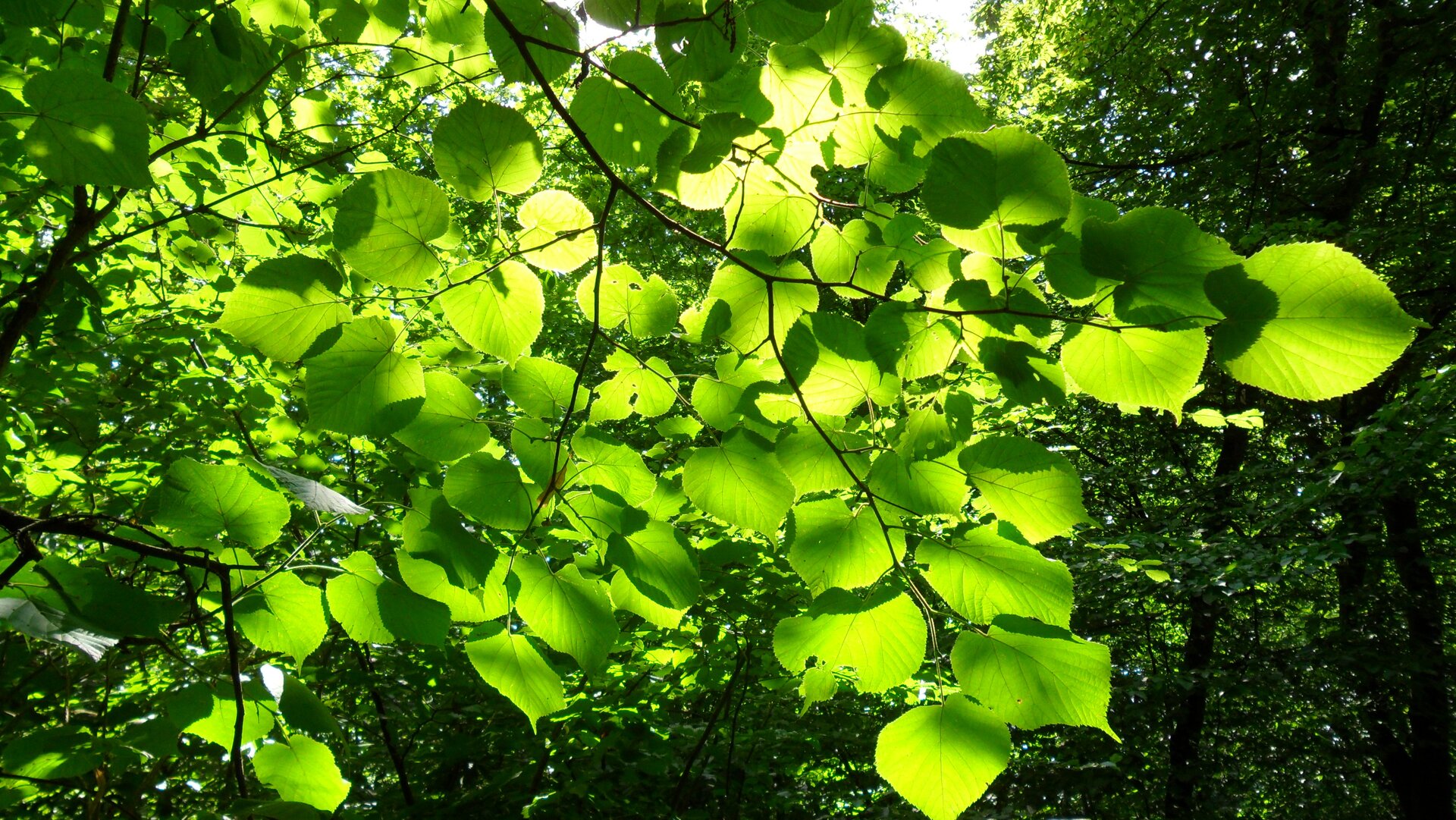 Na zdjęciu przedstawione są liście na gałązce drzewa.