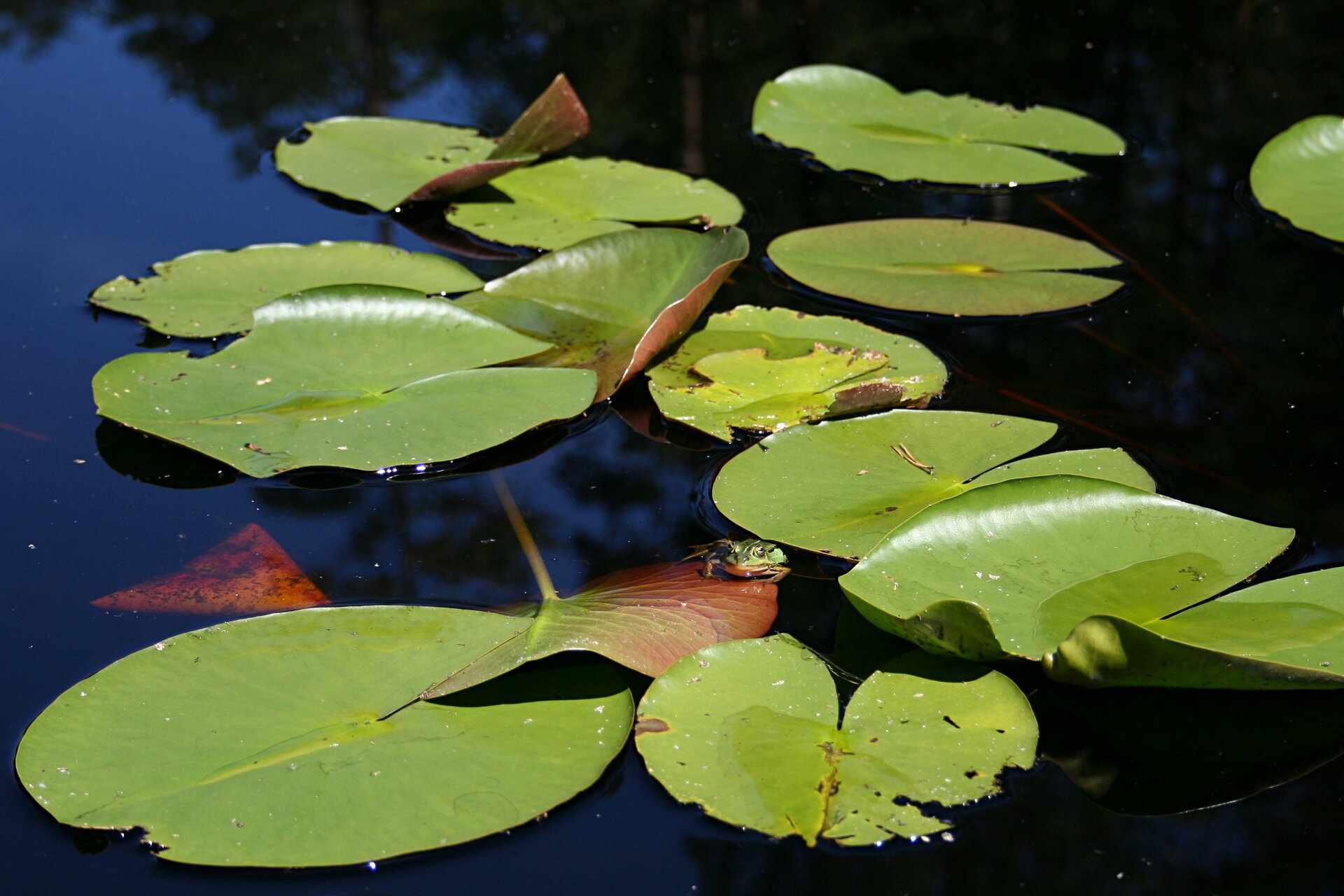 Zdjęcie przedstawia grzybienie białe pływające po powierzchni wody. To liście o owalnym kształcie z długim ogonkiem sięgającym w głąb wody. Liście są skórzaste, zielone. Ich wierzchnia warstwa jest połyskliwa i zawiera liczne aparaty szparkowe. Klapy u nasady liścia są rozchylone.