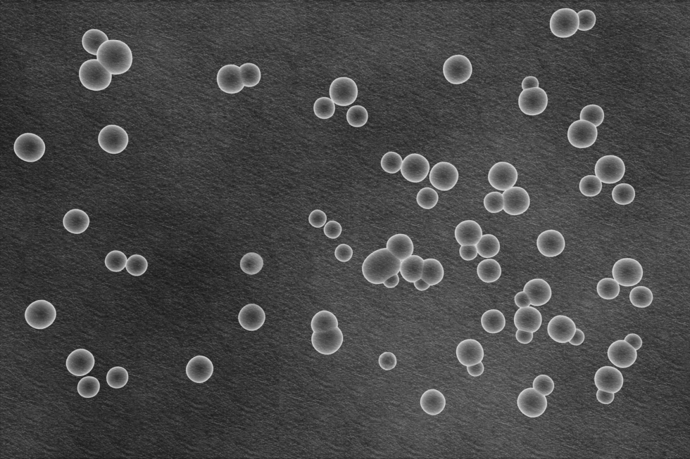 Fotografia przedstawia jednokomórkowe grzyby - drożdżaki żyjące w przewodzie pokarmowym ludzi i zwierząt. Na szarym tle znajdują się koliste grzyby, niektóre w trakcie pączkowania.