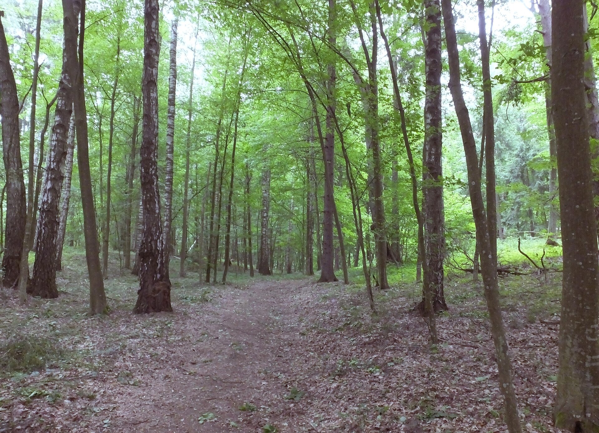 Zdjęcie przedstawia teren lasu liściastego porośnięty głównie przez brzozy. Pośrodku biegnie lekko wydeptana droga. Korony drzew przysłaniają promienie słońca.