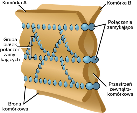 Grafika przedstawia budowę połączenia zamykającego. Błony komórkowe komórki A oraz B połączone są ze sobą poprzez połączenia zamykające, znajdujące się w równomiernej odległości od siebie. Mają one formę dwóch stopionych ze sobą na jednym boku kół. Pomiędzy połączeniami znajduje się przestrzeń zewnątrzkomórkowa. W strukturze błony można zauważyć grupę białek połączeń zamykających tworzących logiczny wzór, linie ułożone równolegle do górnej i dolnej krawędzi oraz po środku błony białka ułożone są w trójkąty.