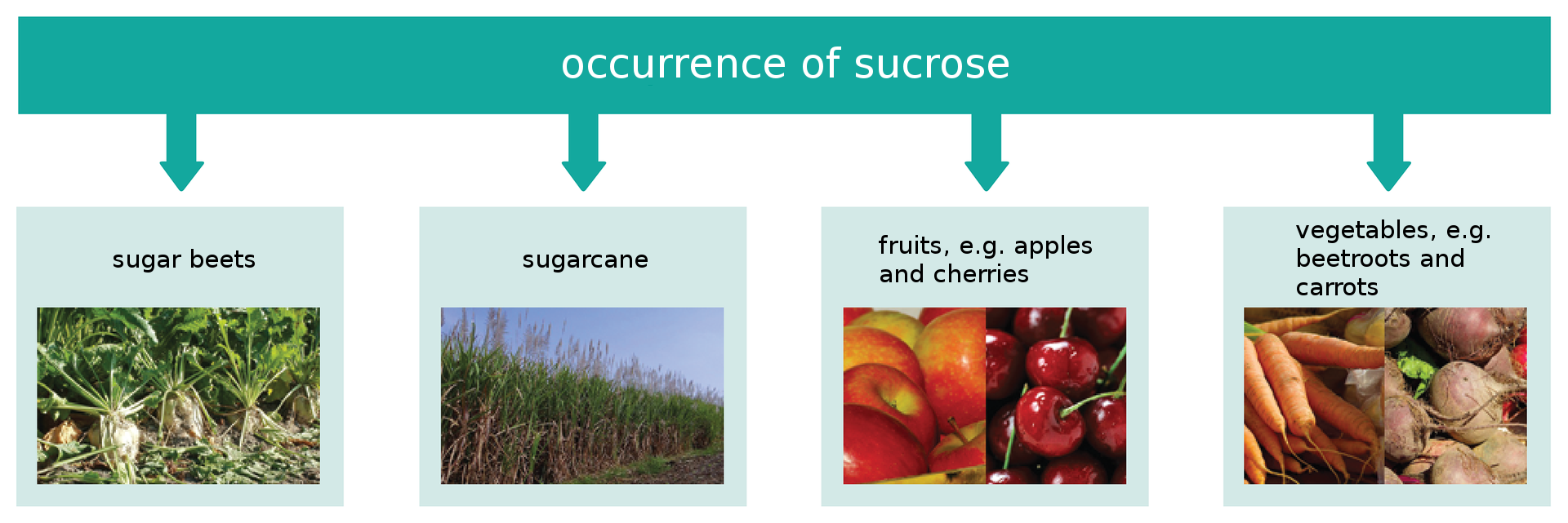 Ilustracja przedstawia występowanie sacharozy - occurence of sucrose. Buraki cukrowe - sugar beets, trzcina cukrowa - sugarcane , owoce, na przykład jabłka i czereśnie - fruits e. g. apples and cherries, warzywa na przykład buraki, marchew - vegetables e. g. beetroots and carrots.