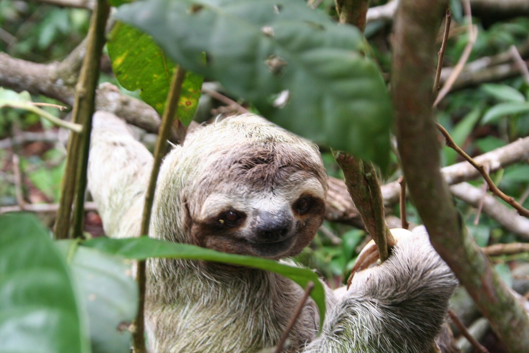 Na zdjęciu zwierzę o szarym umaszczeniu. Ma niewielki pyszczek i blisko rozstawione oczy na małej głowie. Oczy czarne. Trzyma się gałęzi drzewa. 