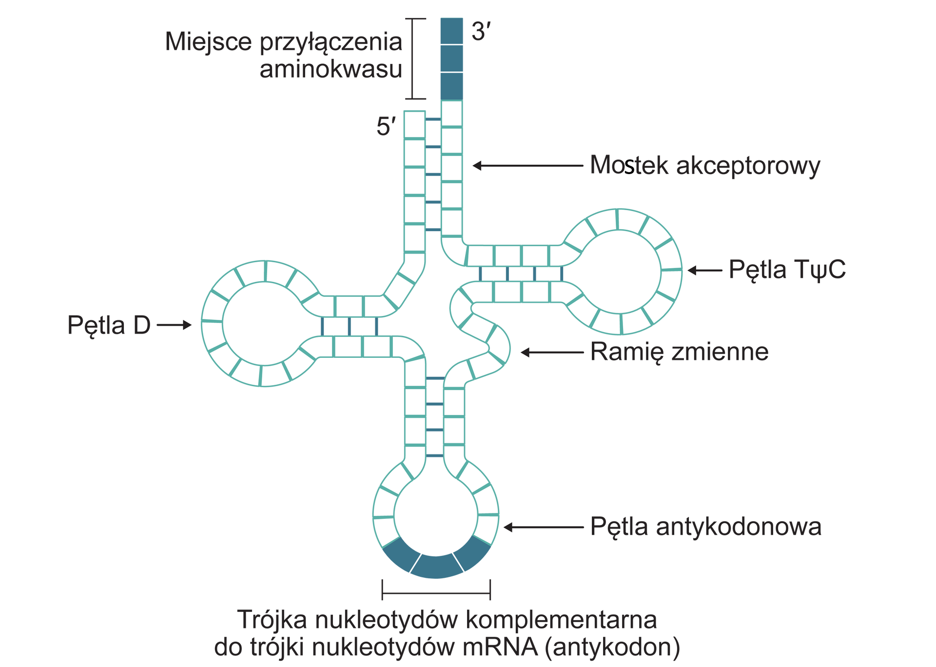Grafika przedstawia wzór strukturalny tRNA. Ma on budowę palczastą i przyjmuje kształt czterolistnej koniczyny, w którym można wyróżnić 4 ramiona. Na górze widoczny jest koniec i dłuższe miejsce przyłączenia aminokwasu 3 prim obok końca 5 prim – jest to ramię akceptorowe. Od niego prowadzi mostek akceptorowy do pętli TΨC, dalej występuje ramię zmienne. Prowadzi ono do pętli antykodonowej, gdzie znajduje się trójka nukleotydów komplementarna do trójki nukleotydów mRNA (antykodon), a następnie do pętli D.