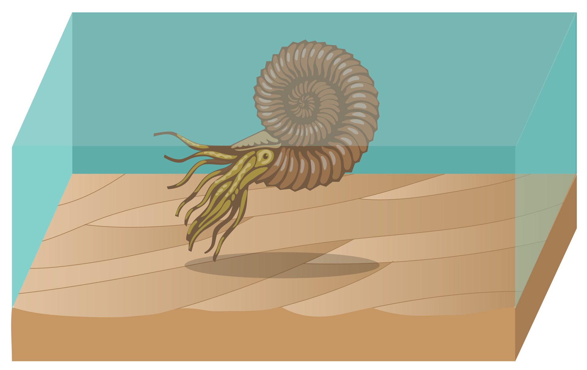 Rysunek przedstawia brązowego amonita w błękitnej wodzie nad brązowym, pofalowanym dnem morza. Amonit ma spiralną, pierścieniowatą muszlę, oczy i liczne czułki.