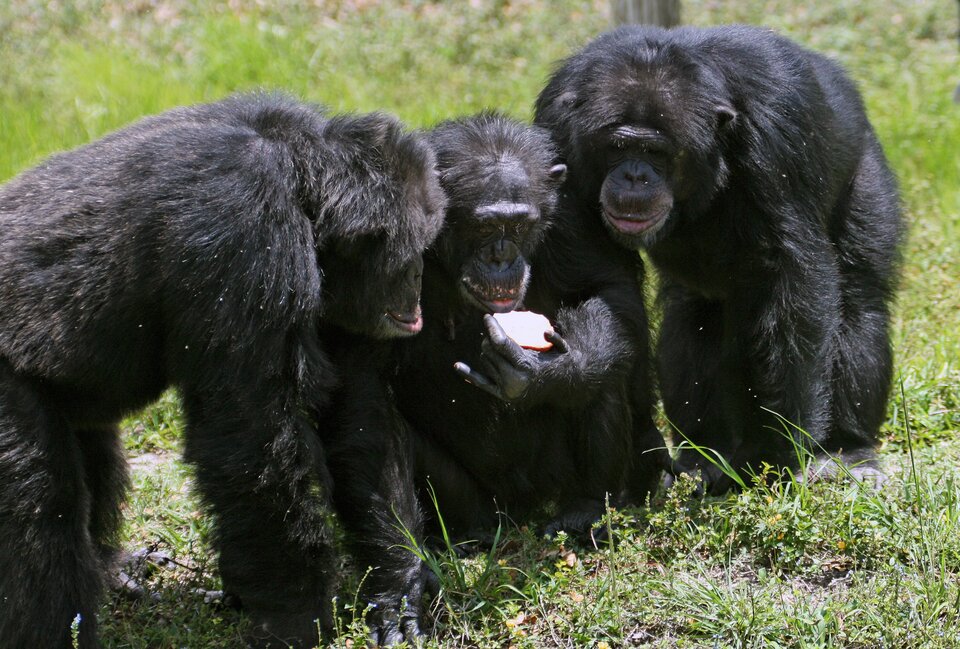 Zdjęcie przedstawia trzy szympansy siedzące na trawie. Szympans w środku trzyma połówkę jabłka, pozostałe przyglądają się połówce jabłka.  