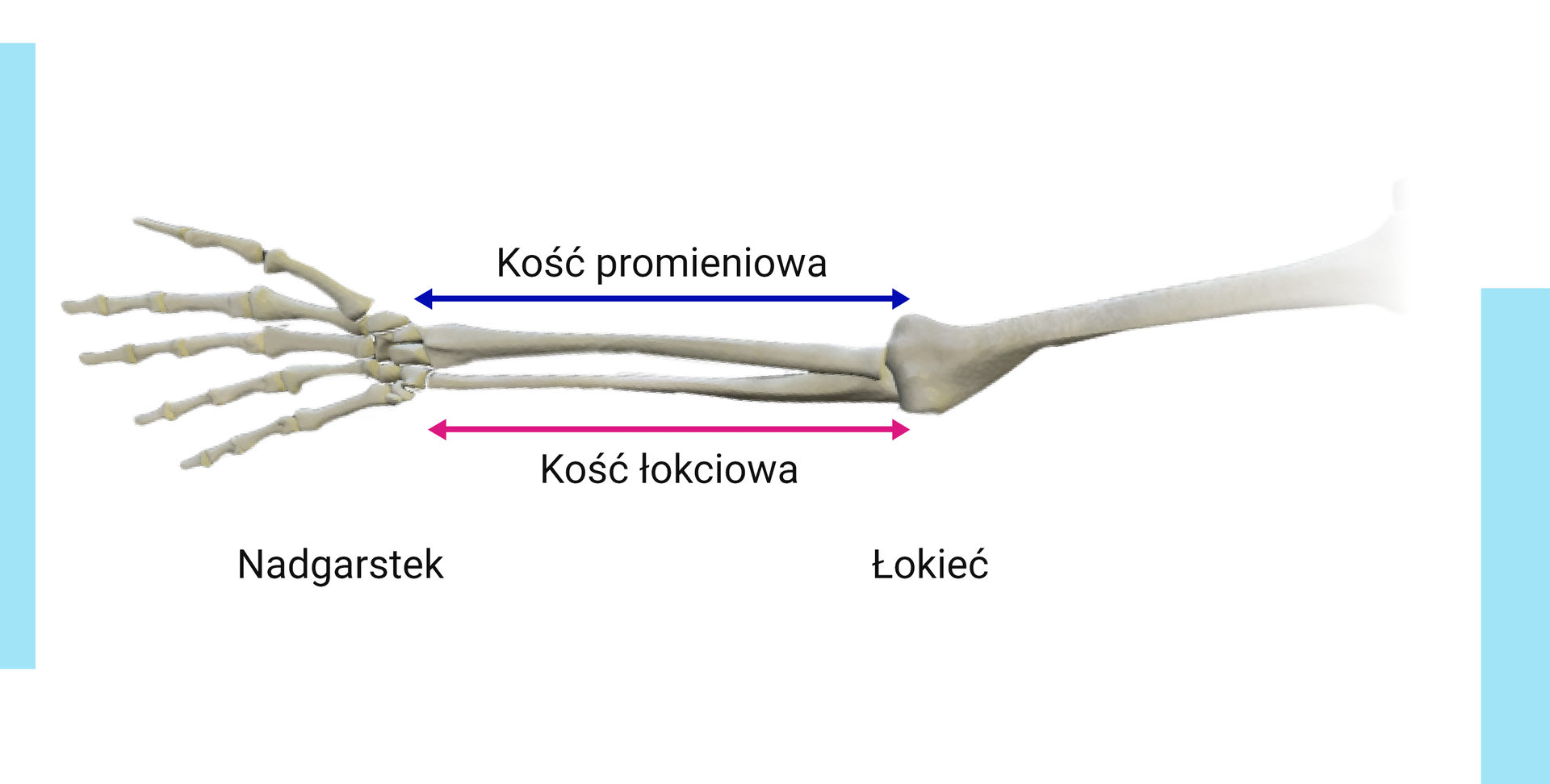 Grafika przedstawia szkielet przedramienia. Na rycinie zaznaczono nadgarstek i łokieć oraz wskazano długość kości promieniowej i kości łokciowej. Obie długości mierzone są od łokcia do nadgarstka.
