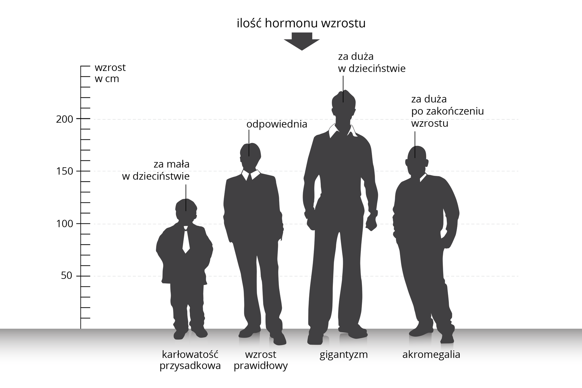 Ilustracja przedstawia porównanie proporcji sylwetki ludzkiej pod wpływem hormonu wzrostu. Na osi X stoją cztery szare postacie mężczyzn. Na osi Y zaznaczono podziałkę wzrostu w centymetrach. Pierwsza postać jest niska. Za mała ilość hormonu wzrostu w dzieciństwie spowodowała karłowatość przysadkową. Drugi od lewej to mężczyzna o prawidłowym wzroście. Ilość hormonu w okresie wzrostu była odpowiednia. Trzeci mężczyzna, najwyższy z nich, poddany został w dzieciństwie działaniu za dużej ilości hormonu wzrostu. Cierpi na gigantyzm. U ostatniej z sylwetek wystąpiła akromegalia, gdy u osób dorosłych po zakończeniu wzrostu jest zbyt duża ilość hormonu wzrostu. Powoduje to wydłużenie kończyn i twarzy.