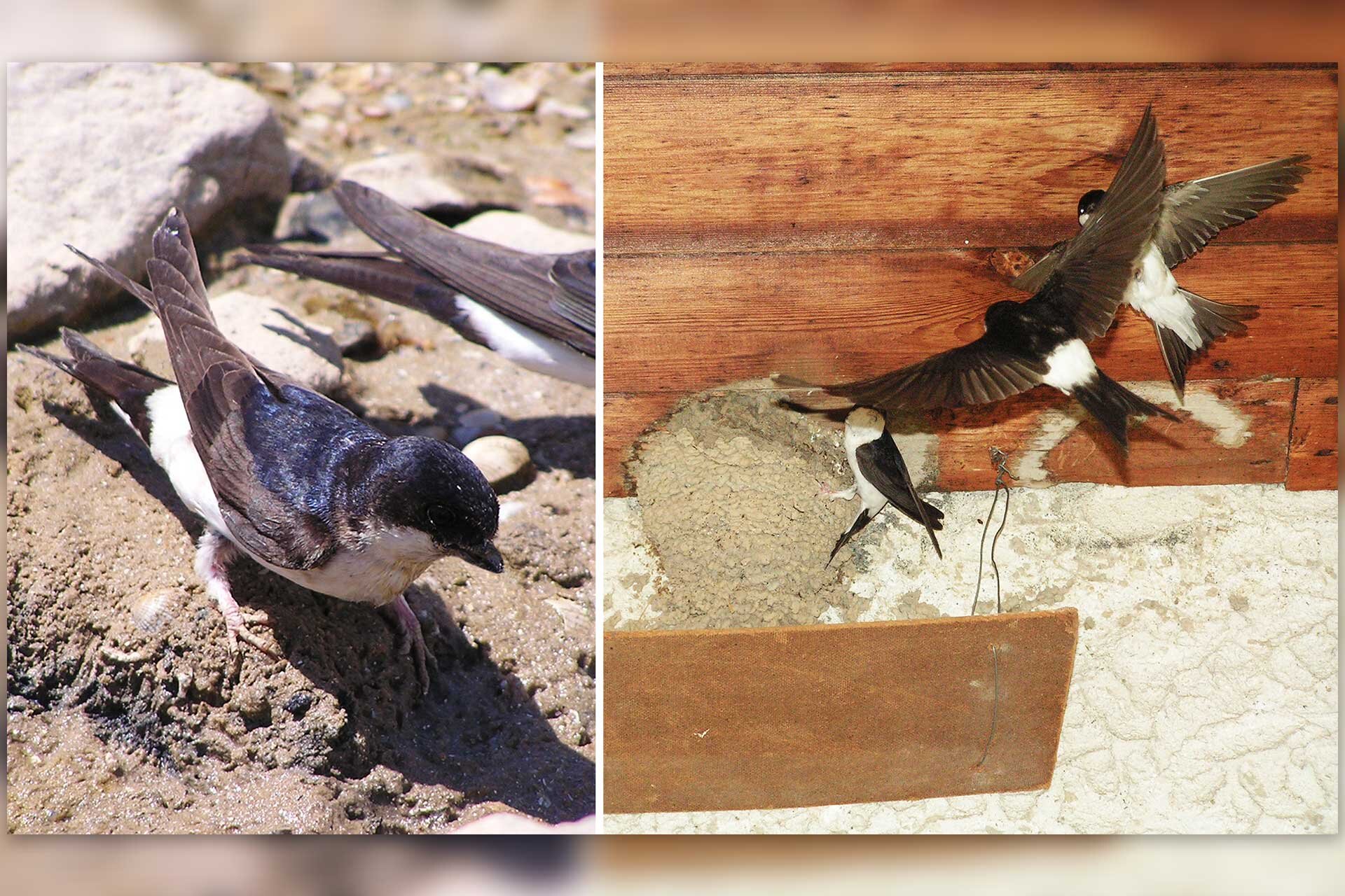 Fotografie przedstawiają jaskółki. Fotografia po lewej przedstawia ujęcie z góry na dwie jaskółki z czarną głową i grzbietem oraz ciemnobrązowymi skrzydłami, pod skrzydłami tułów jest biały. Fotografia po prawej przedstawia dwie jaskółki lecące do gniazda. Jaskółki mają  rozpostarte skrzydła. Spod skrzydeł wychodzi biały fragment tułowia. Skrzydła ostro zakończone, wąskie.