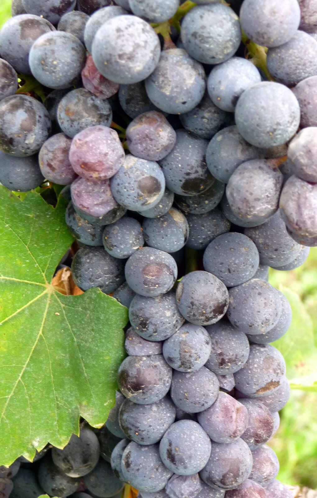 Nebbiolo