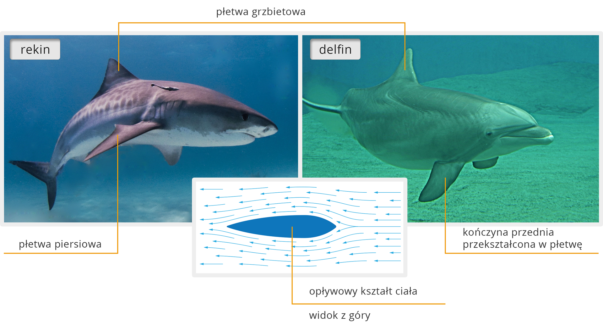 Ilustracja zawiera porównanie sylwetek rekina i delfina. Z lewej strony znajduje się zdjęcie szaro‑białego rekina, który ma smukłe, opływowe ciało, niedużą płetwę ogonową i głowę, a z prawej strony zdjęcie szarego delfina. Ma on owalne ciało, z dużą płetwą ogonową i długim dziobem. Wskazano na nich wspólne cechy ich budowy. Oba zwierzęta posiadają płetwy grzbietowe. Rekin posiada płetwy piersiowe, u delfina kończyny przednie przekształciły się w płetwy. W dolnej części grafiki, na środku ukazano na schemacie, jak wygląda od góry opływowy kształt ciała. Jest to niebieski owal, dookoła którego widnieją strzałki skierowane w lewo.