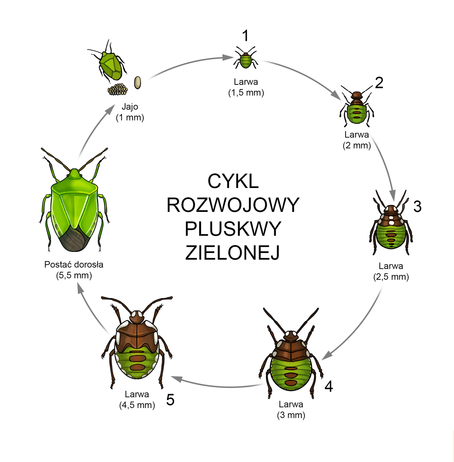 Na grafice przedstawiony jest cykl rozwojowy pluskwy zielonej. Przebiega on w 5 etapach, aż do osiągnięcia postaci dorosłej (etap 6). Na początku dorosły osobnik składa liczne jaja, z nich rozwijają się: 1. larwy wielkości 1,5 mm; 2. larwy wielkości 2 mm; 3. larwy wielkości 2,5 mm; 4. larwy wielkości 3 mm; 5. larwy wielkości 4,5 mm. Postać dorosła osiąga 5,5 mm.