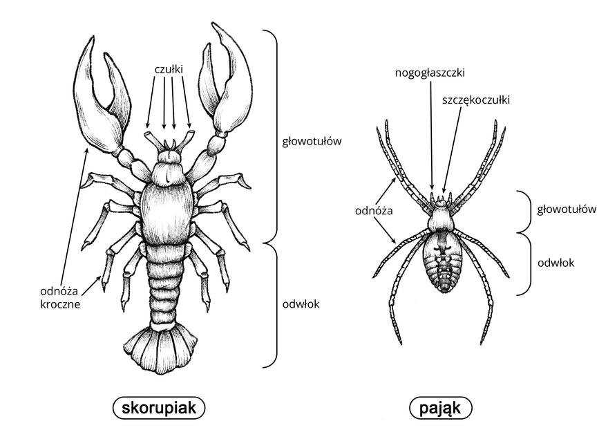 Ilustracja przedstawia budowę zewnętrzną skorupiaka i pająka. Skorupiak reprezentowany jest przez kraba. Ma on ciało złożone z: 1. dwóch par czułków, 2. pięciu par odnóży krocznych (z czego pierwsza, przednia para przypomina swoją budową szczypce), 3. segmentowanego głowotułowia oraz 4. segmentowanego odwłoka. Pająk ma: 1. cztery pary długich odnóży krocznych (dwie pary przednie i dwie pary znajdujące się pomiędzy głowotułowiem a odwłokiem), 2. stożkowaty głowotułów, na którym znajdują się niewielkie, proste nogogłaszczki przypominające rogi oraz niewielkie szczękoczułki i 3. owalny odwłok złożony z segmentów.