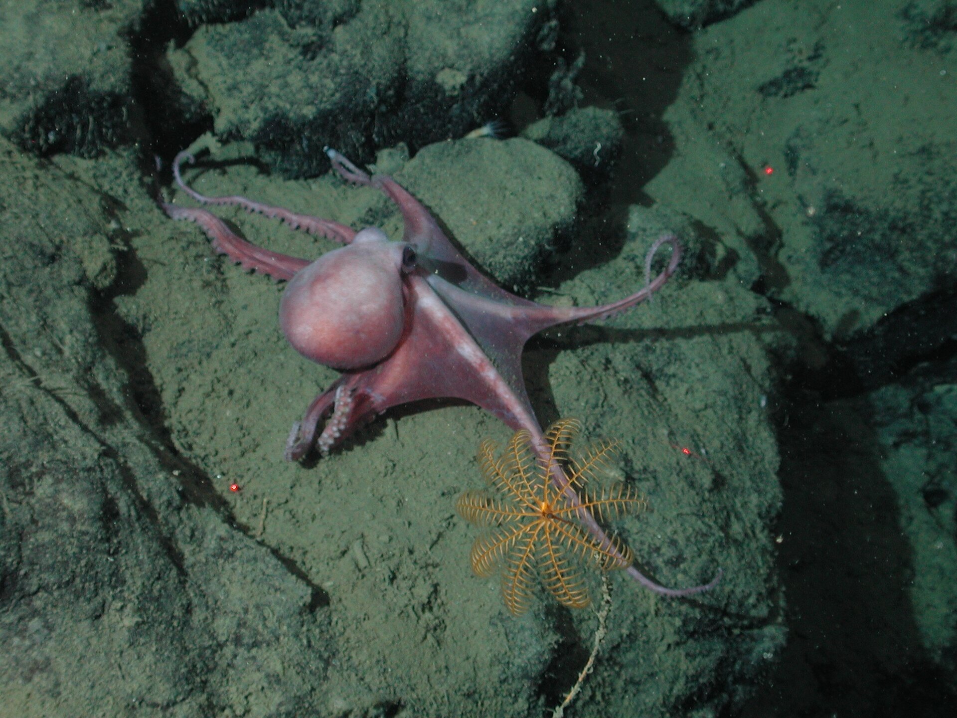 Fotografia wykonana z góry prezentuje różową ośmiornicę na podwodnych skałach. Ma ona duży okrągły worek trzewiowy, poniżej którego znajdują się ciemne oczy. Niżej od ciała odchodzi osiem długich ramion z mackami.