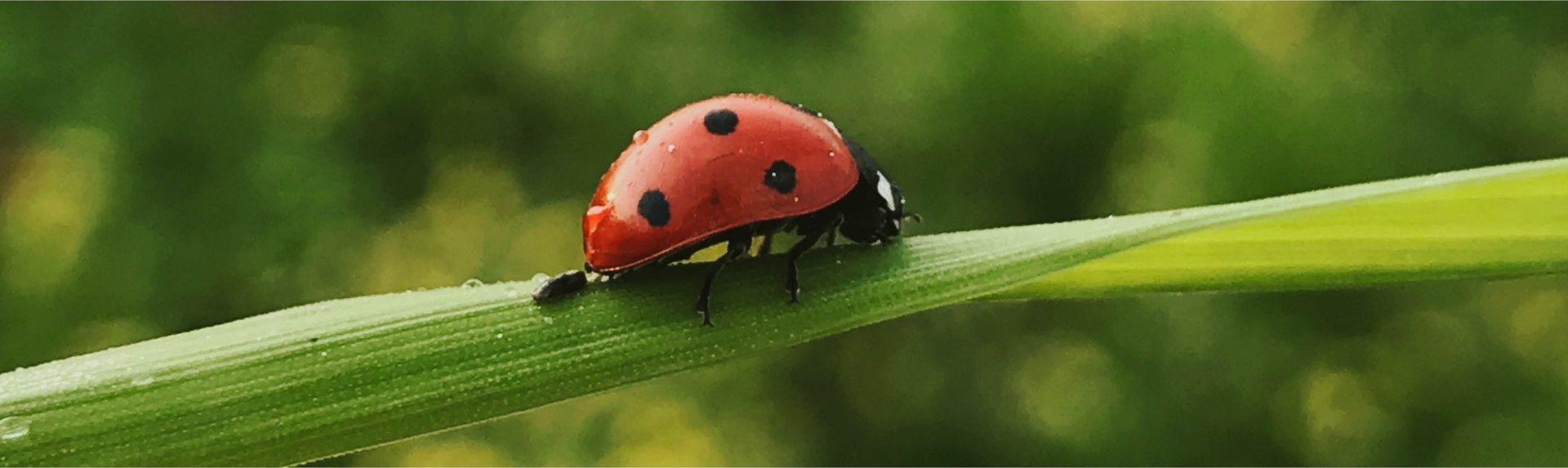 Zdjęcie przedstawia biedronkę. Biedronka siedzi na źdźble trawy.