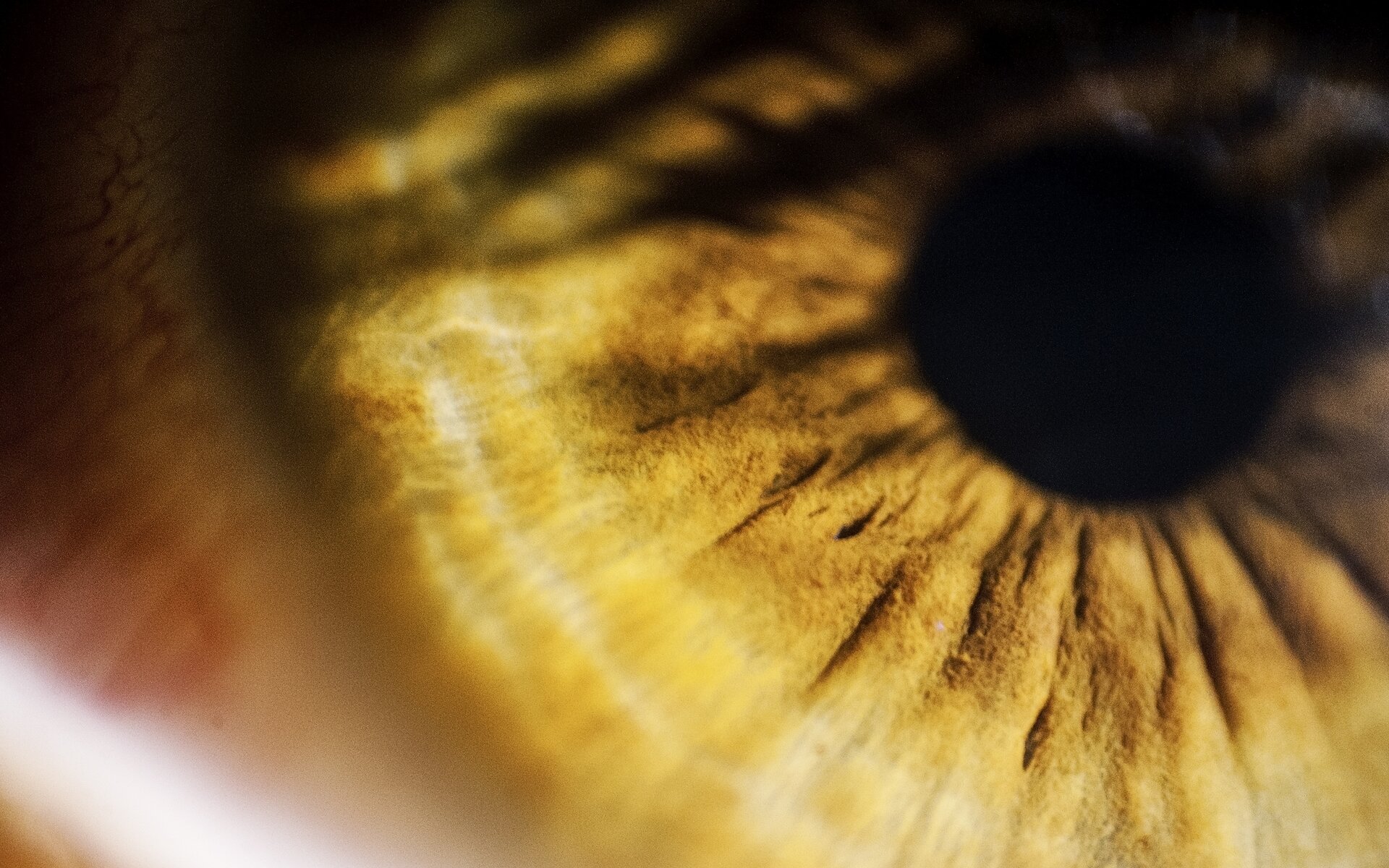 Ilustracja przedstawia czarny wąski otwór w oku człowieka – źrenicę, przez którą wpada światło.