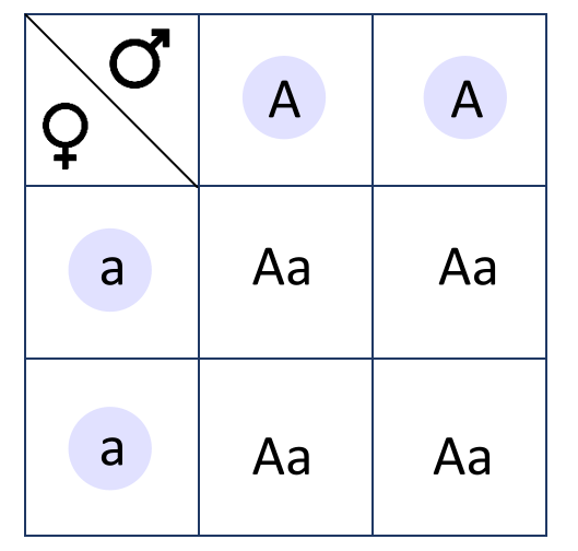 lustracja przedstawia schemat wykonania krzyżówki genetycznej przedstawiającej dziedziczenie barwy kwiatów u grochu. Jeden z rodziców produkuje gamety z allelami dominującymi (dwie duże litery A), które wpisane są w fioletowe kółka u góry krzyżówki, a drugi produkuje gamety z allelami recesywnymi (dwie małe litery a), które wpisane są po lewej stronie krzyżówki. W miejscach przecięcia rzędów i kolumn wpisane allele od rodziców, czyli genotyp potomstwa. W tym pokoleniu powstały same heterozygoty (duże A, małe a).