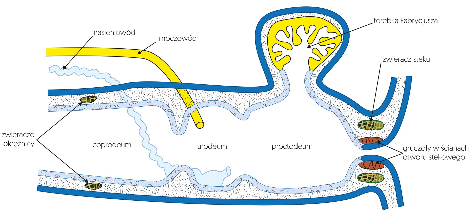 Na powyższym schemacie widoczny jest przekrój rozszerzonej część jelita. Znajdują się tu po obu jego stronach zwieracze okrężnicy, a u ujścia gruczoły w ścianach otworu stekowego. W uchyłku znajduje się torebka Fabrycjusza. W jelicie wyróżniona jest część: coprodeum, urodeum, proctodeum. Do jelita prowadzi moczowód i nasieniowód.