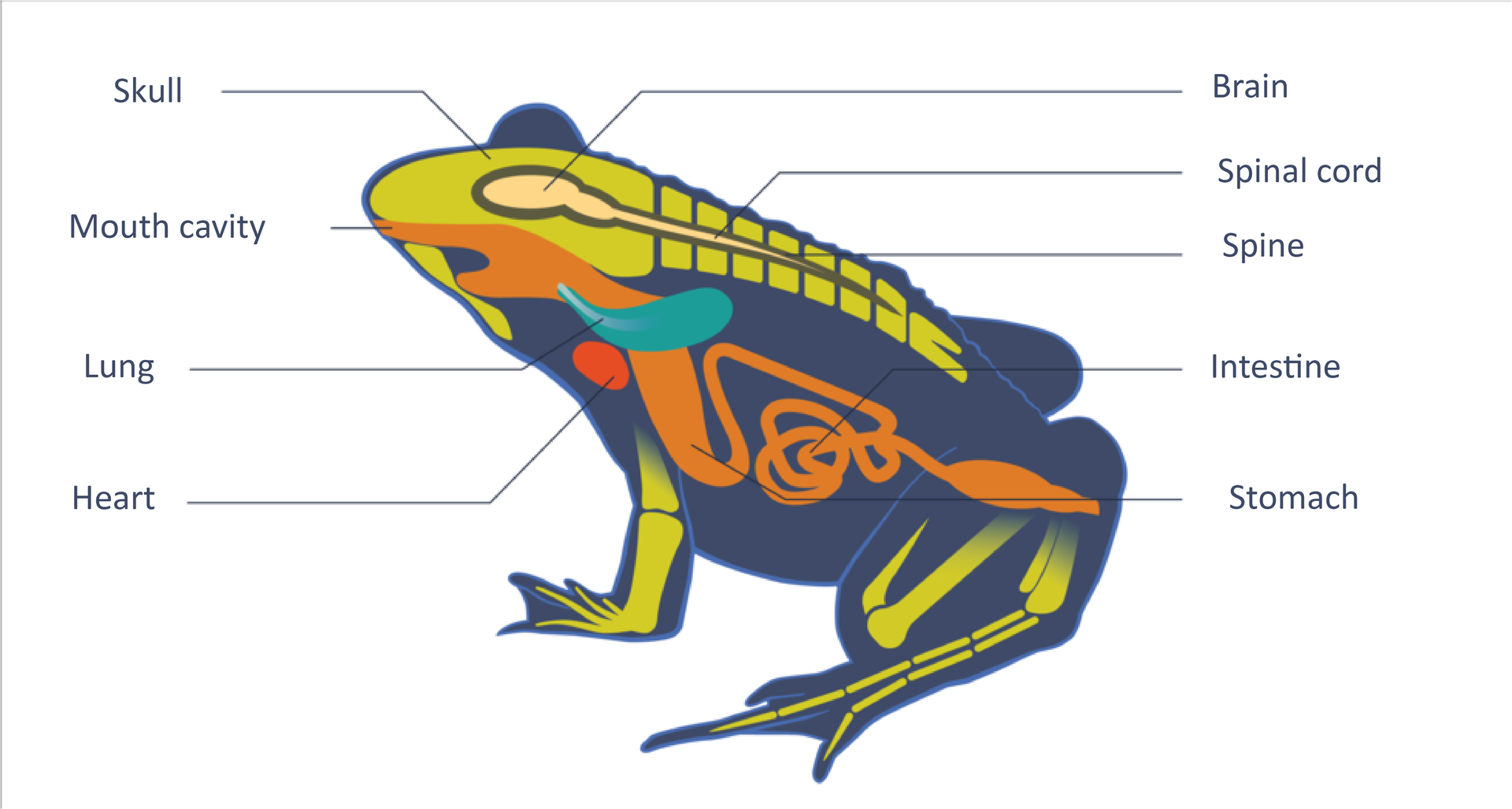 Ilustracja przedstawia budowę wewnętrzną żaby. Na  ciemnoniebieskiej sylwetce płaza wrysowano układy narządów. Różowy pęcherzyk w głowie, wydłużony na tułów to mózg i rdzeń kręgowy. Żółtym kolorem oznaczono części kostne: czaszkę (Skull), kręgosłup (Spinal cord) i kości kończyn. Kolor pomarańczowy oznacza układ pokarmowy: otwór gębowy (Mouth cavity), żołądek (Stomach), jelito (intestine). Błękitny pęcherzyk oznacza płuco (lung), a czerwona kulka serce (heart).