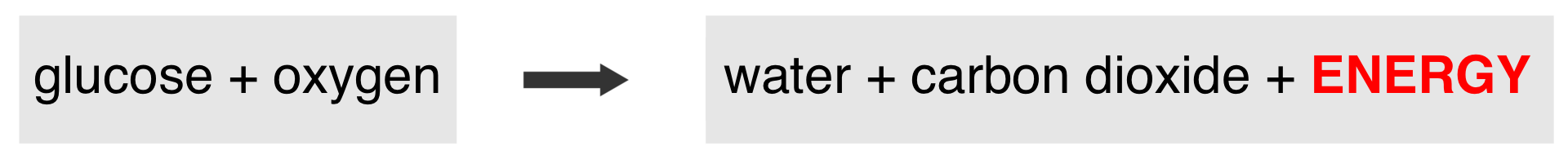 Schemat przedstawia proces oddychania aerobowego. Zapis równania: glukoza, glucose dodać tlen, oxygen strzałka w prawo woda, water dodać dwutlenek węgla, carbon dioxide dodać energia, energy