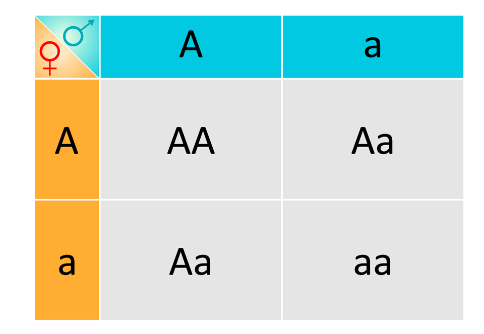 Ilustracja przedstawia graficzną krzyżówkę genetyczną zaprezentowaną na szachownicy Punnetta:  W wierszu na górze tabeli ujęte są gamety żeńskie oznaczone jako duże A i małe a, w kolumnie po lewej stronie tabeli gamety męskie opisane dużą literą A i małą literą a.  Na skrzyżowaniu gamety żeńskiej oznaczonej przez duże A i męskiej oznaczonej przez duże A znajduje się symbol duże A duże A . Genotyp tego potomka to homozygota dominująca.  Na skrzyżowaniu gamety żeńskiej oznaczonej przez małe a i męskiej opisanej jako duże A znajduje się symbol duże A małe a. Genotyp tego potomka to heterozygota.  Na skrzyżowaniu gamety żeńskiej oznaczonej przez duże A i męskiej opisanej jako małe a znajduje się symbol duże A małe a. Genotyp tego potomka to heterozygota.  Na skrzyżowaniu gamety żeńskiej oznaczonej przez małe a i męskiej opisanej jako małe a znajduje się symbol małe a małe a. Genotyp tego potomka to homozygota recesywna.