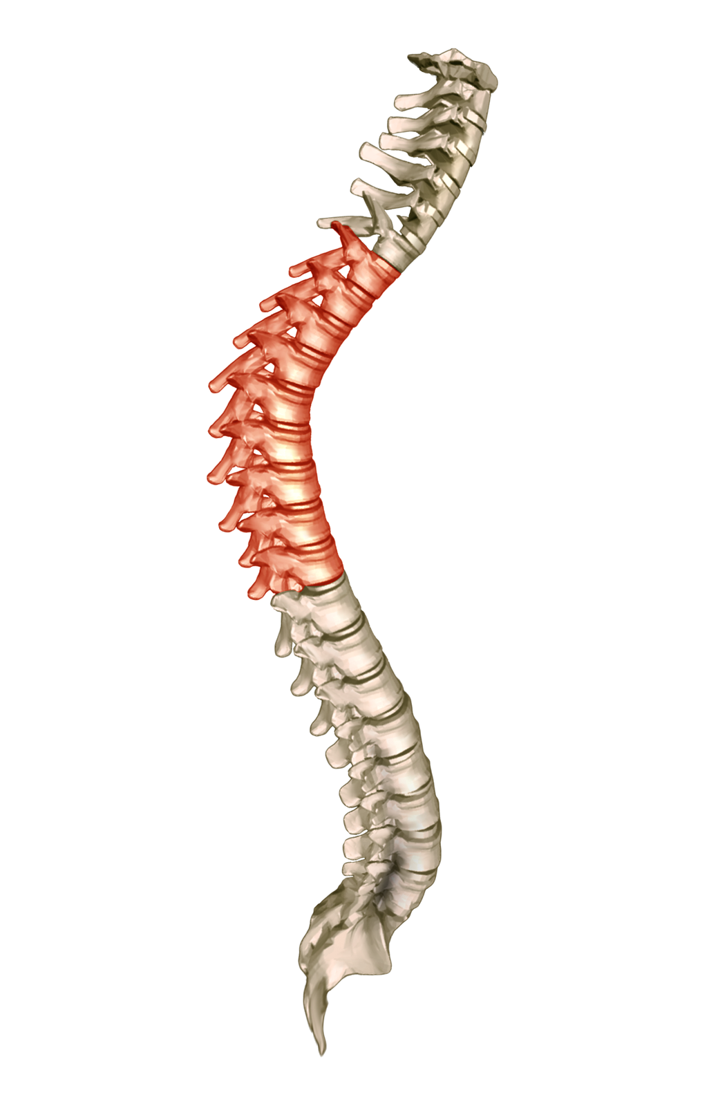 Na zdjęciu kręgosłup. Kolorem czerwony oznaczono wygięty w literę s odcinek piersiowy. 