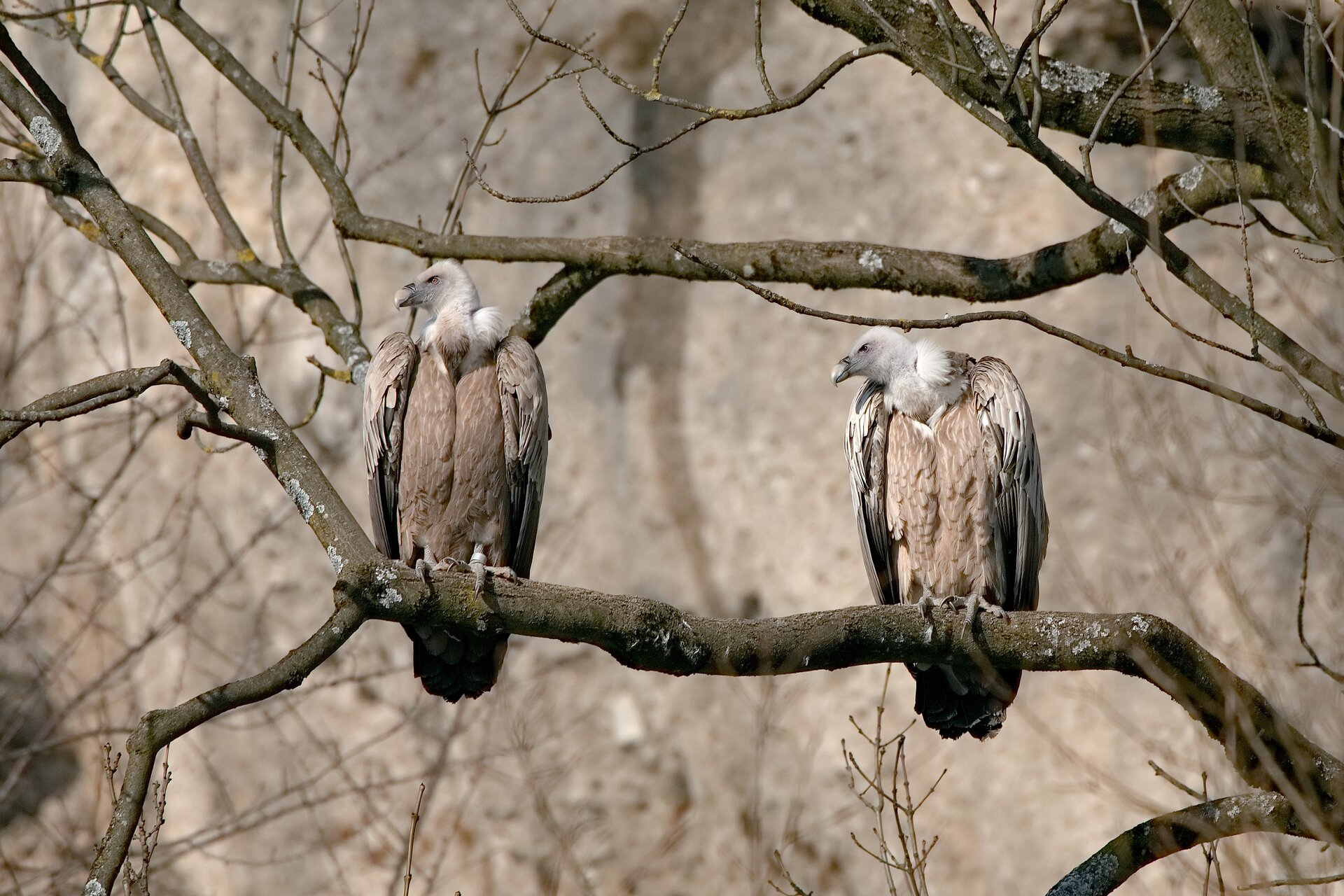 Zdjęcie przedstawiające dwa sępy siedzące na gałęzi drzewa. Ptaki mają brązowo‑szare upierzenie, ich szyje i dzioby są białe a oczy czarne. Ich głowy skręcone są w lewą stronę. Drzewo, na którego gałęzi siedzą ptaki, jest pozbawione liści. W tle widać gałęzie innych drzew. Tło jest nieostre.