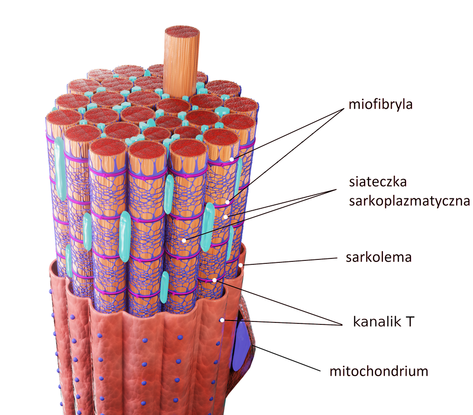 Ilustracja przedstawia schemat budowy układu mięśnia. Układ ten składa się z wielu pionowych, walcowatych struktur budujących mięśnie, które przylegają do siebie. Są to miofibryle. Każda z nich jest otoczona strukturą przypominającą siatkę - jest to siateczka sarkoplazmatyczna. Miofibryle otoczone są kanalikami T - kanałami umieszczonym w równych odstępach wokół poszczególnych miofibryli. Cały fragment mięśnia z miofibrylami jest pokryty sarkolemą - błoną komórkową. Pod nią znajdują się mitochondria, które na tym schemacie są przedstawione jako owalne, lekko spłaszczone struktury.