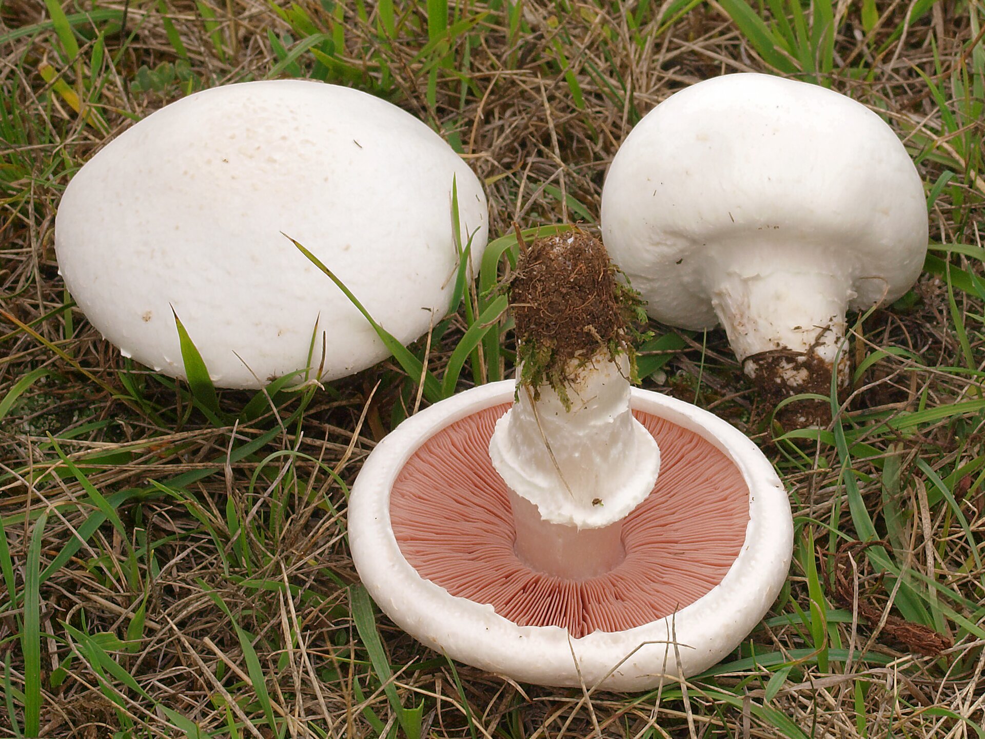 Na zdjęciu trzy białe grzyby z blaszkami pod spodem kapelusza.