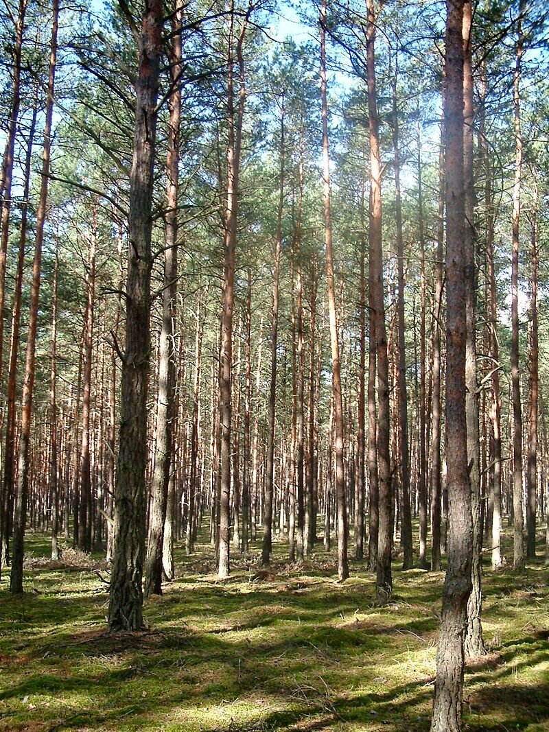 Zdjęcie przedstawia las sosnowy. 