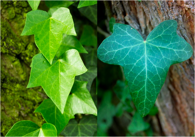 Ilustracja składa się z dwóch zdjęć. Obydwa przedstawiają bluszcz pospolity. Na zdjęciu po lewej jest kilka jasnozielonych liści, które są zaostrzone na czubku, a ich siatka nerwów jasnożółta. Na zdjęciu po prawej jest pojedynczy, ciemnozielony liść z ostro zakończoną końcówką i niemalże białą siatką nerwów.