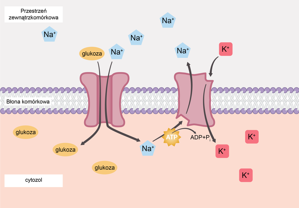 Rysunek przedstawia transport aktywny wtórny sodu, potasu i glukozy przez błonę komórkową przy udziale białek pomocniczych. Przenośnik symportowy transportuje z przestrzeni zewnątrzkomórkowej glukozę wraz z jonami Na+ do wnętrza komórki dzięki różnicy stężeń jonów wytworzonej przez pompę sodowo‑potasową. Natomiast przenośnik antyportowy transportuje z cytozolu sód do przestrzeni zewnątrzkomórkowej i równocześnie z tejże przestrzeni przenosi potas do przestrzeni wewnątrzkomórkowej. 