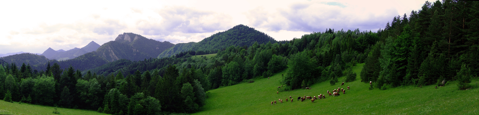 Fotografia ukazująca Pieniny. Góry o zaokrąglonych wierzchołkach i łagodnych stokach. Stoki porośnięte są roślinnością. U podnóża gór znajduje się zielony las, łąka i pastwisko z owcami.