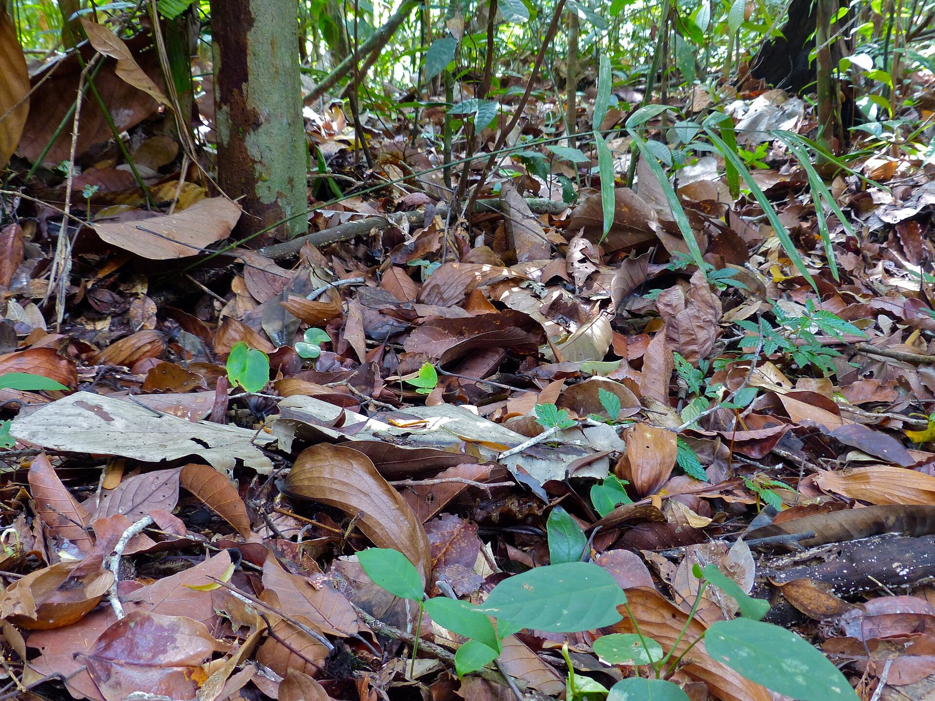 Na planszy widoczne jest runo leśne, porośnięte drobnymi, zielonymi roślinami oraz znajdują się tam uschnięte, brązowe liście, a także ciemne pnie drzew.