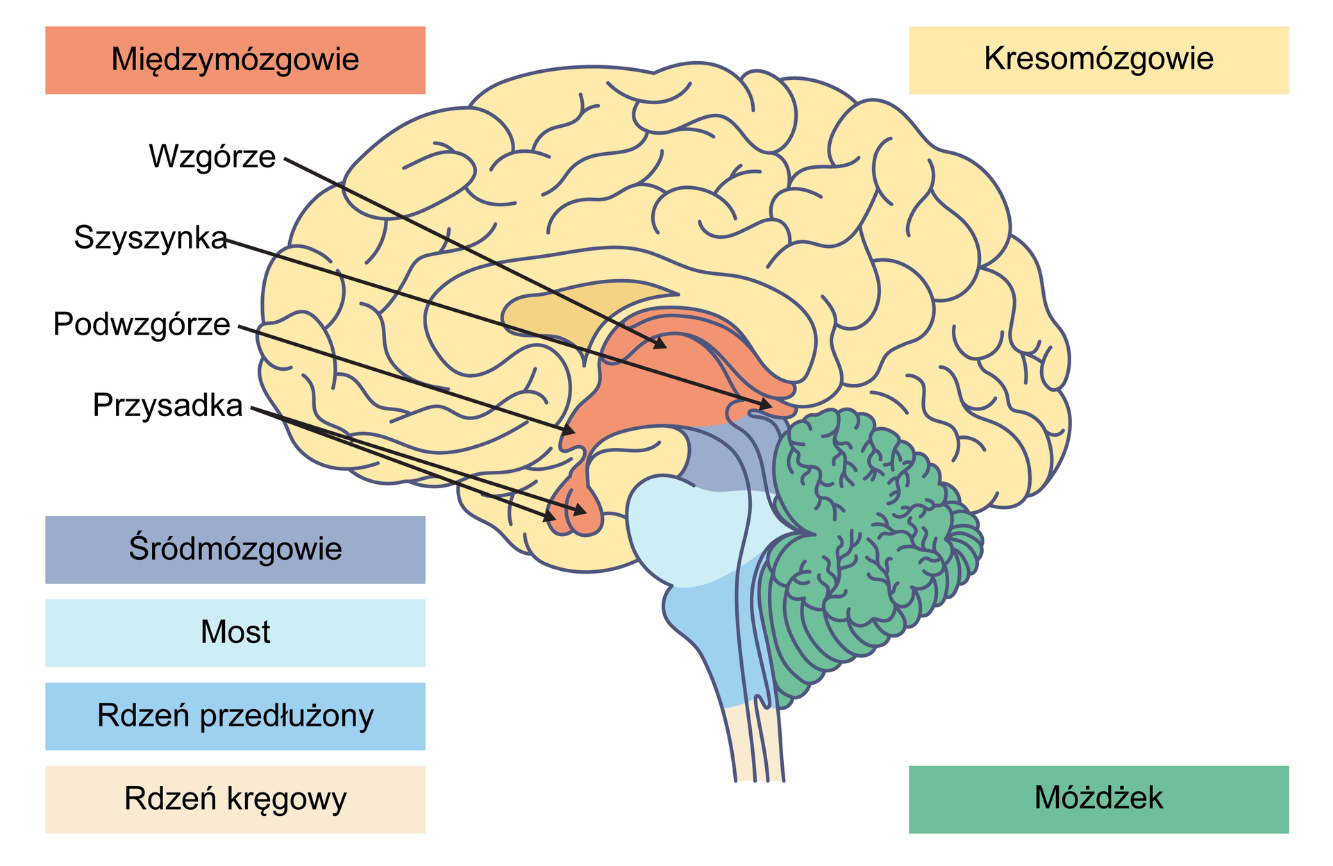 Ilustracja przedstawia budowę ludzkiego mózgu. Z tyłu znajduje się pofałdowane kresomózgowie, z przodu pofałdowane międzymózgowie. Stanowią największą część mózgu. Z tyłu mózgu na dole leży móżdżek. Przylega do niego - w górnej części - niewielkie śródmózgowie, w dolnej części rdzeń przedłużony (poniżej rdzenia przedłużonego jest rdzeń kręgowy). Pomiędzy nimi jest tak zwany most. Nad śródmózgowiem leży wzgórze. Z tyłu wzgórza położona jest szyszynka, z przodu podwzgórze oraz przysadka z nim połączona. Przysadka przypomina kształtem dwie połączone ze sobą łezki.