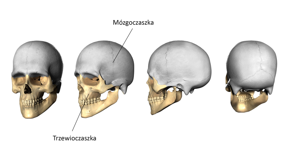 Ilustracja przedstawia cztery zdjęcia czaszki ujęte z różnych stron - z przodu, z boku oraz z tyłu. Zaznaczono mózgoczaszkę i trzewioczaszkę. Mózgoczaszka to grzbietowa, mająca kształt puszki, część czaszki. Widoczne są na niej szwy kostne - mają postać wąskich pasm. Trzewioczaszka to pozostała część czaszki, czyli jej część twarzowa.     
