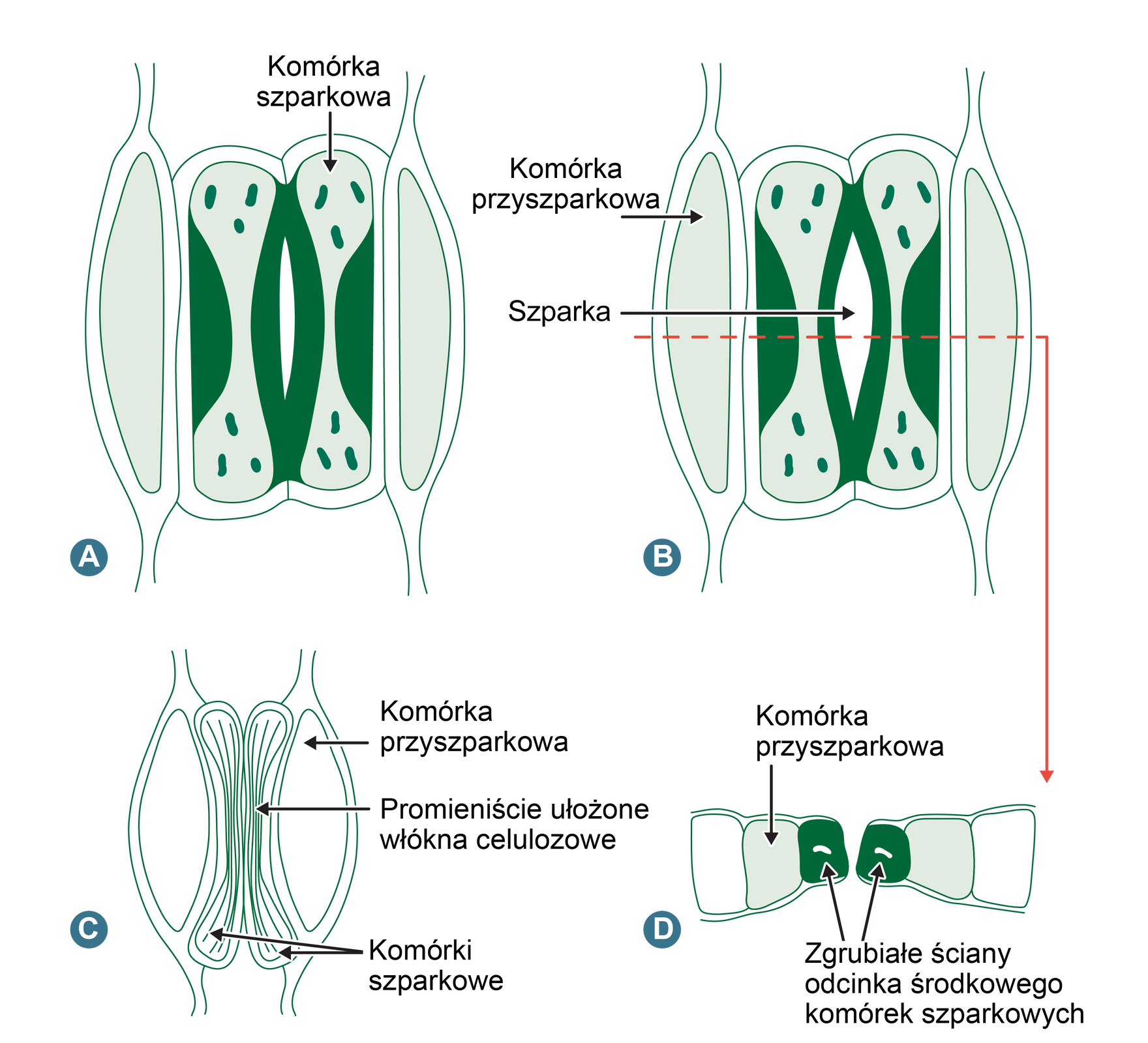 Na schemacie przedstawiono aparat szparkowy typu piszczelowatego. To odwzorowanie aparatu z góry. Na rysunku A aparat jest otwarty, a na rysunku B zamknięty. Aparat tworzą dwie, przypominające hantle komórki ze szczeliną wewnątrz. Znajdują się w nich ciałka zielone, czyli chloroplasty. Dzięki zgrubiałym ściankom odcinka środkowego komórek szparkowych możliwa jest regulacja otwierania szparki. Szparka jest przestrzenią pomiędzy komórkami szparkowymi. W procesie otwierania i zamykania szparki biorą również udział komórki przyszparkowe. W komórkach szparkowych promieniście ułożone są włókna celulozowe (rysunek C). Na rysunku D przedstawione są komórki przyszparkowe w widoku przekroju. Przy nich znajdują się zgrubiałe ściany odcinka środkowego komórek szparkowych.