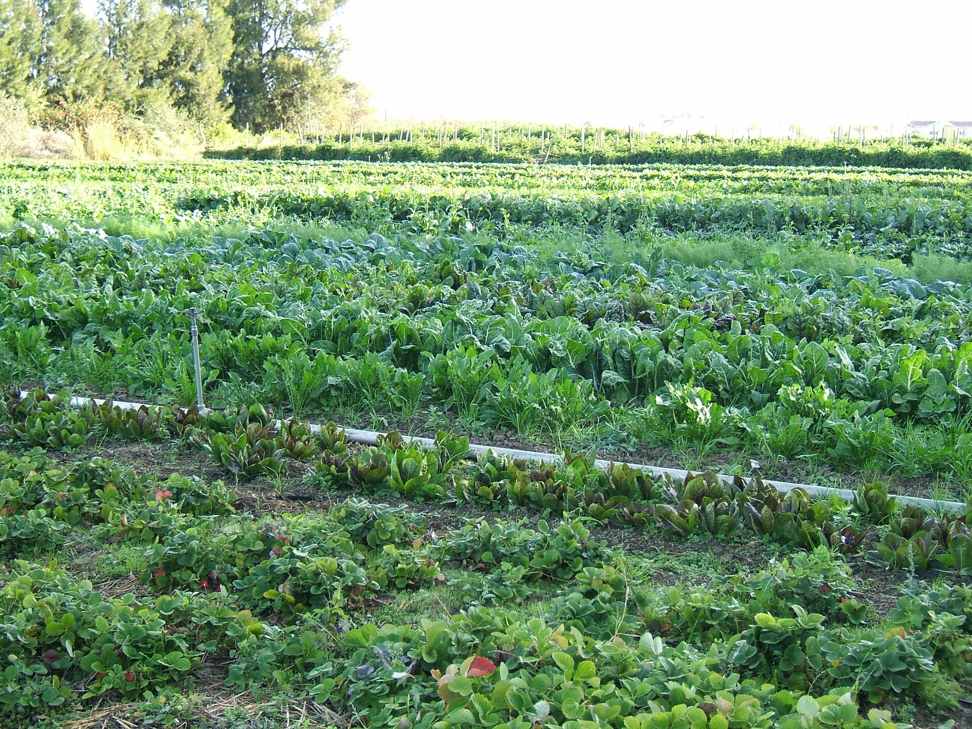  Zdjęcie przedstawia uprawę roślin posadzone w rządkach na polu. Pomiędzy rzędy równolegle do nich jest puszczony przewód, wystają z niego pionowe kraniki służące do nawadniania. 