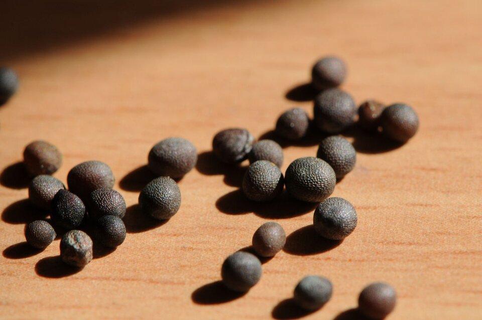 Zdjęcie przedstawia kilkanaście ziaren gorczycy różnej wielkości, rozsypanych na drewnianym stole.