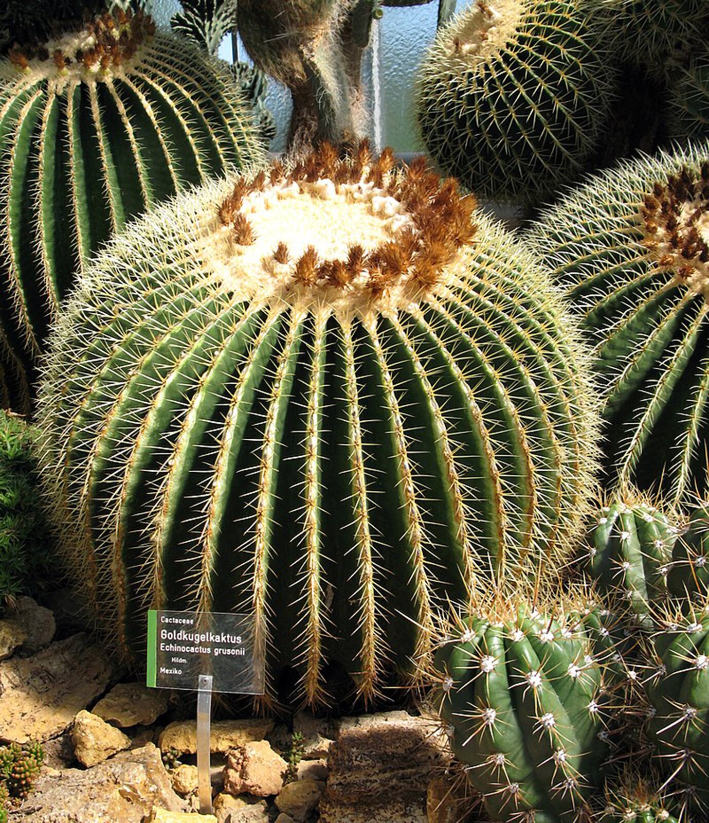 Na planszy widoczny jest kaktus Echinocactus grusonii. Ma on okrągłą, ciemno‑zieloną łodygę, pokrytą krótkimi cierniami ze spłaszczonym, żółtym wierzchem, na którym widoczny jest wieniec uschniętych, pomarańczowych kwiatów.