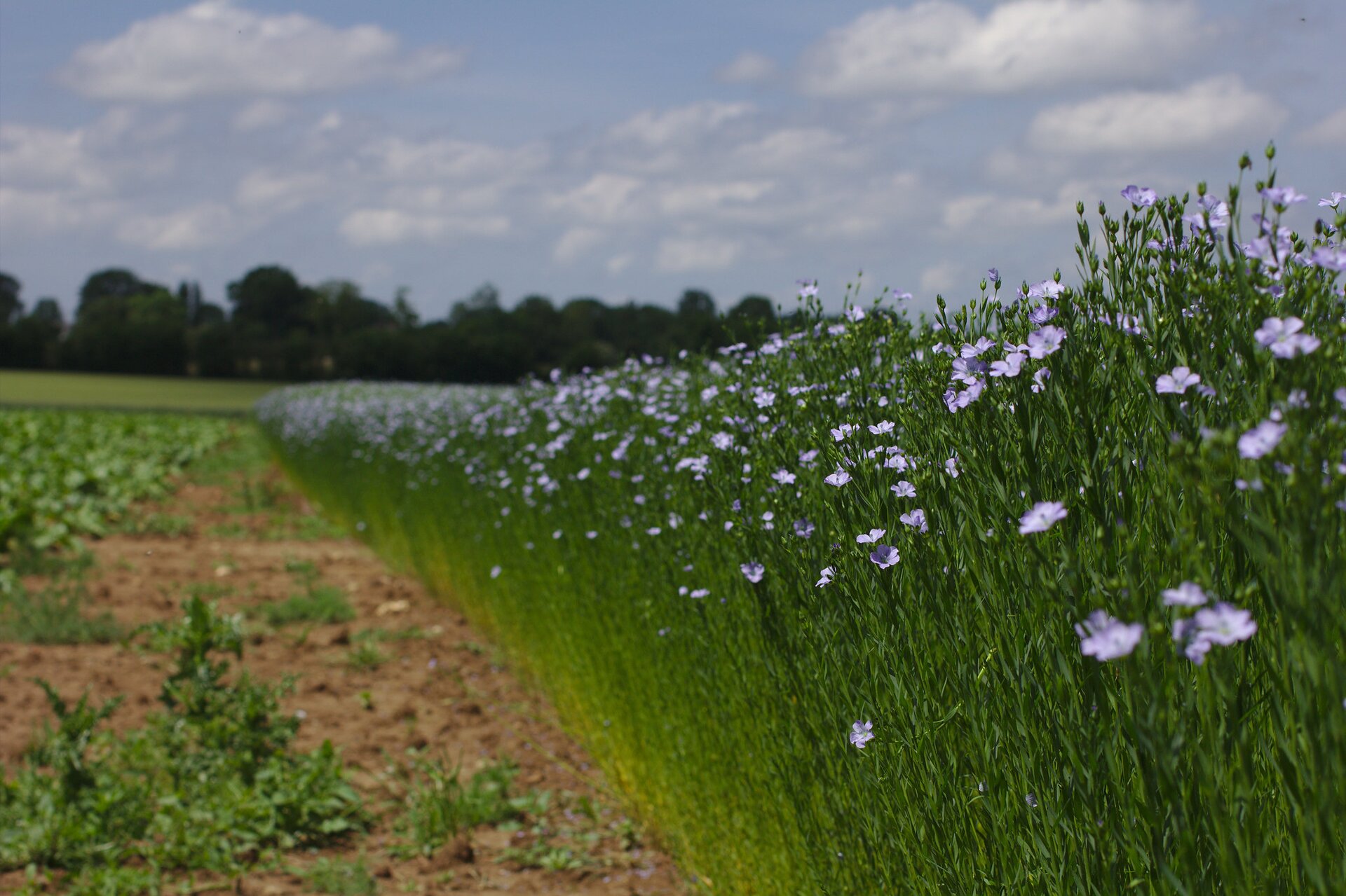 Zdjęcie przedstawia pole lnu. Len ma proste, dosyć długie łodygi z drobnymi liśćmi. Kwiaty lnu są niebieskie.    